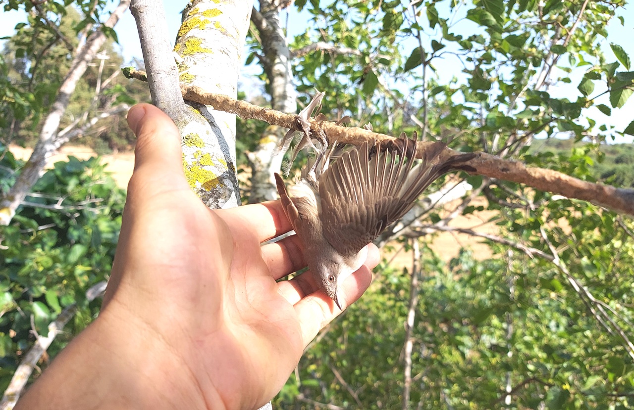 1. Cyprus Spring Bird Protection Camp Report - Bild 3